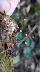 Marasmius bulliardii