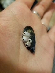 Amphibalanus amphitrite