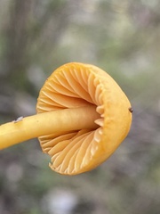 Gliophorus