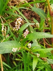 Persicaria lapathifolia