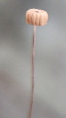 Marasmius bulliardii