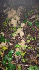 Phaeoclavulina flaccida