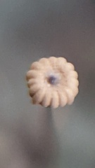 Marasmius bulliardii