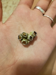 Amphibalanus amphitrite