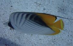 Chaetodon auriga