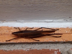 Bucrates malivolans