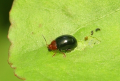 Nisotra