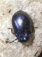 Plagiosterna aenea