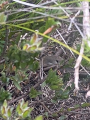 Pygopus lepidopodus