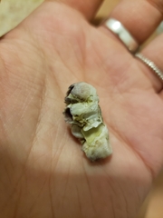 Amphibalanus amphitrite