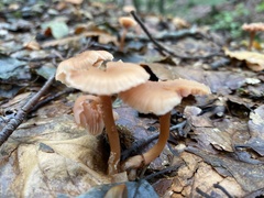 Laccaria laccata