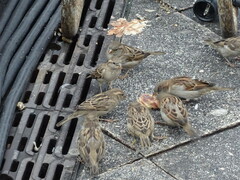 Passer domesticus