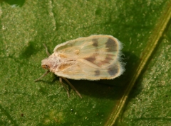 Cixiidae