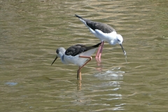 Himantopus himantopus