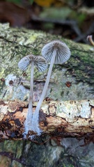 Mycena polygramma