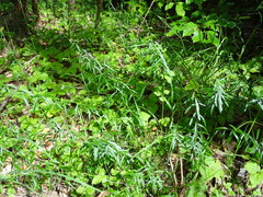 Genista tinctoria