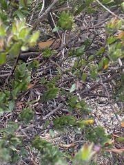 Pygopus lepidopodus