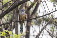 Cacomantis merulinus querulus
