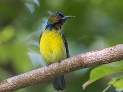 Anthreptes malacensis malacensis