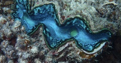 Tridacna maxima