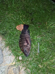 Oreochromis