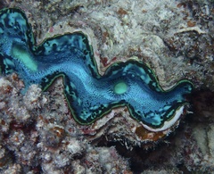 Tridacna maxima