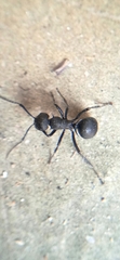 Polyrhachis lacteipennis