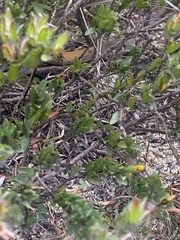 Pygopus lepidopodus