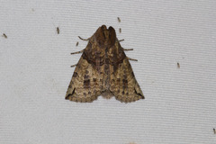 Antithemerastis acrobela