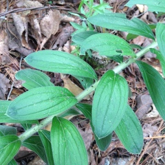 Lithospermum exsertum