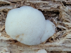 Hericium erinaceus