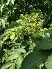 Sambucus williamsii