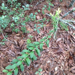 Lithospermum exsertum