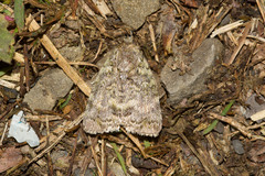 Acronicta megacephala