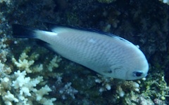 Dascyllus marginatus
