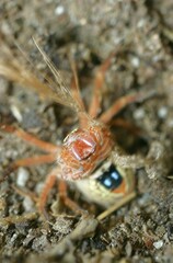 Neosparassus diana