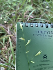 Chasmanthium sessiliflorum