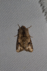 Mythimna languida