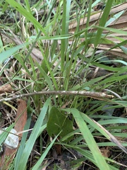 Chasmanthium sessiliflorum