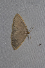 Hypsopygia albidalis