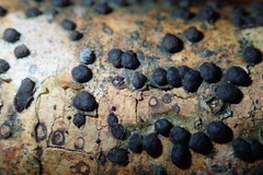 Diatrype disciformis