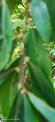 Litsea cubeba