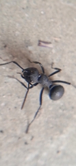 Polyrhachis lacteipennis