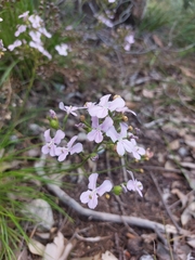 Stylidium affine