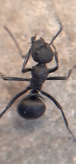 Polyrhachis lacteipennis