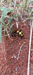 Scolia picteti