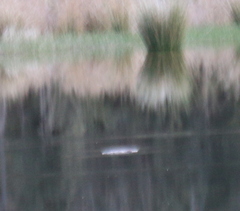 Ornithorhynchus anatinus