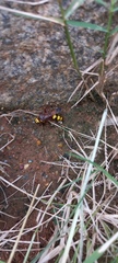 Scolia picteti