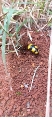 Scolia picteti
