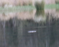 Ornithorhynchus anatinus